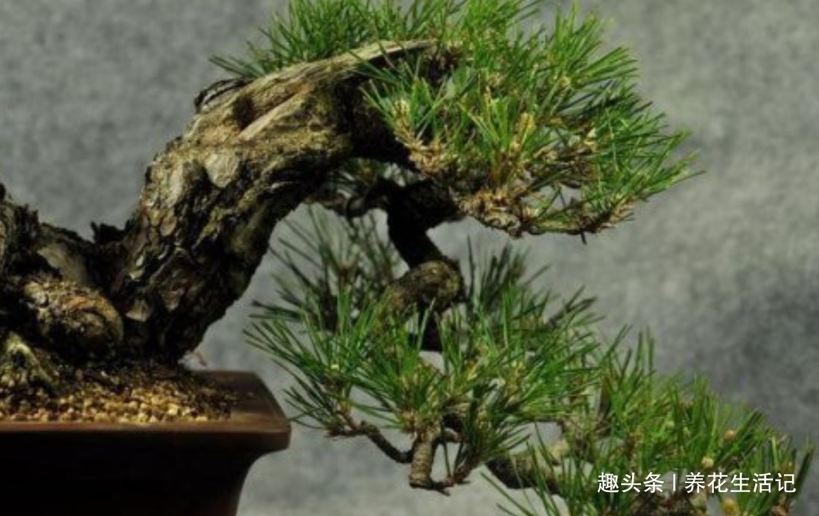 黑松盆景不发芽,做好“4个”主环节,生长旺“出芽”率高!