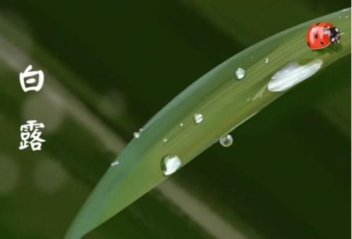 缓解|白露时节天气干燥，多吃以下8种食物，可有效缓解节气干燥