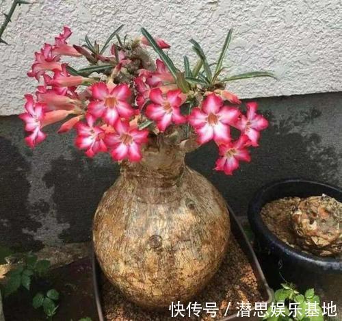 长寿花|这些花适合“穷养”,大花盆长不好开花少,很多新手都混淆了