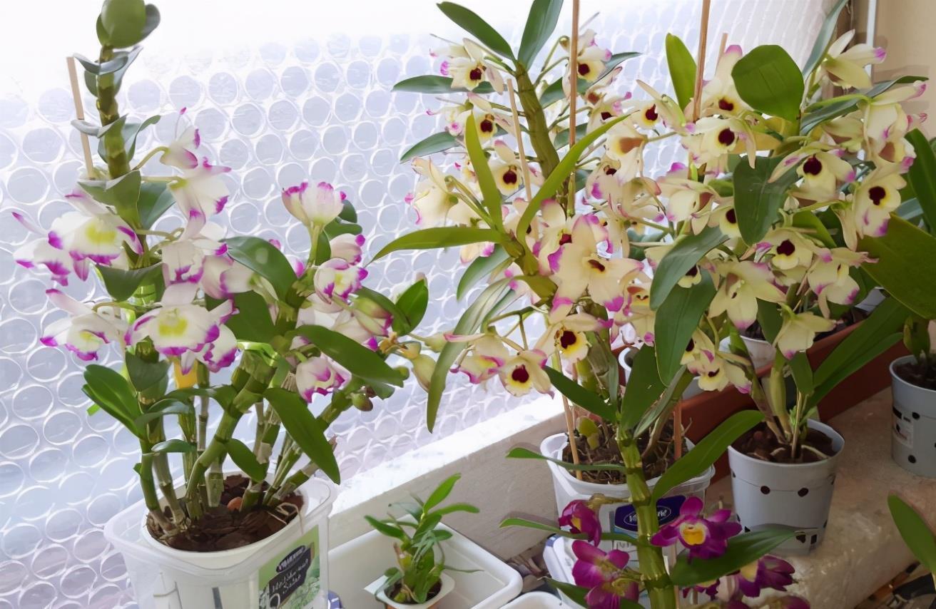 宝贝|去趟农村别闲着,路边看见这些宝贝,多扛些回家养花,赚大了