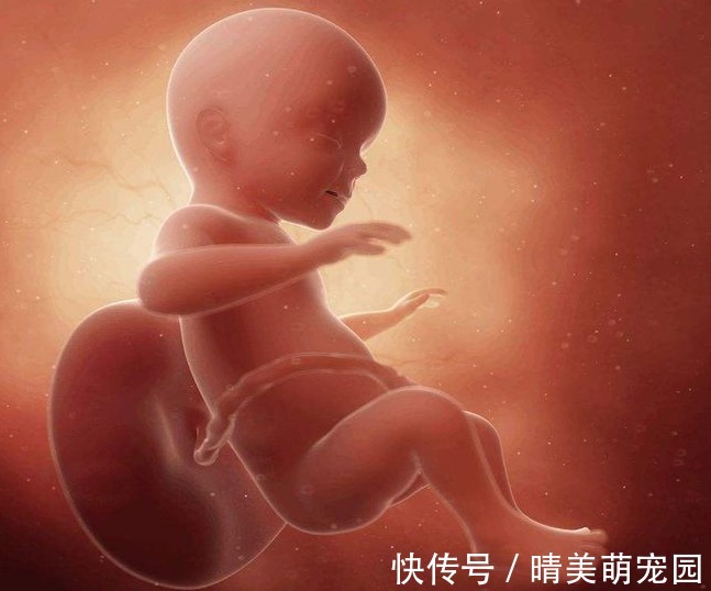 羊水|胎儿在母亲肚子里,生活的很“精致”,那他的大小便都去哪了?