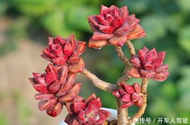 这些多肉植物,不需要防护措施也可以安全度夏,省心省力!