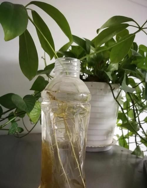 鸭掌木（八方来财）水泡出根了，怎样安全的载到盆里？