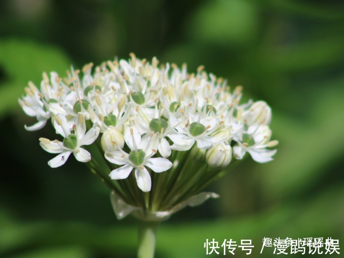 味美|此花气味突出浓郁清香,脆嫩味美鲜香扑鼻,是多作用的奉献之花