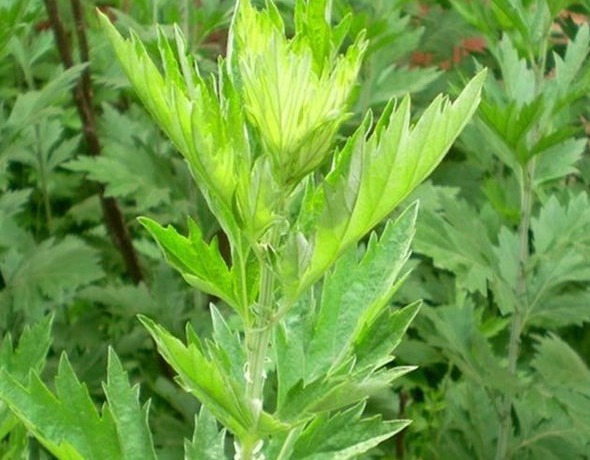 洗头|艾叶,头皮上抹一抹,好处立即找上门,赶快分享给家人