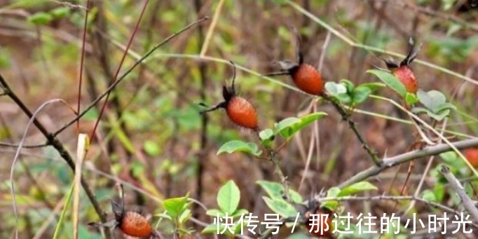 花瓣|农村这种长满刺的植物,果实可以酿酒,男人喝了有好处