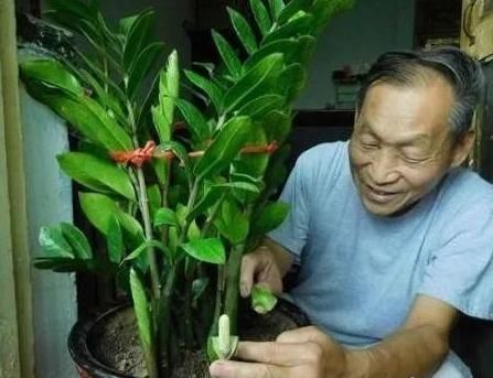 害气体|这3棵“树”买不起,偷偷截一段,埋下就能活,方便还实惠