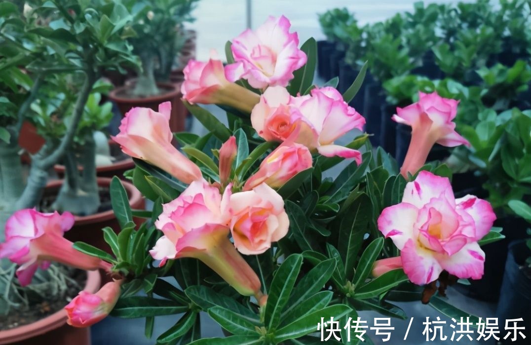 沙漠玫瑰“烂茎”不要放弃,掌握救治技巧,让它长出“八爪根”