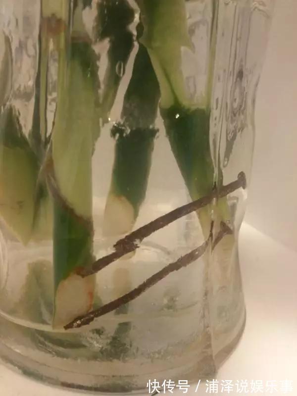 富贵竹根不好，放铁钉也没用，3个技巧，根儿白又壮！