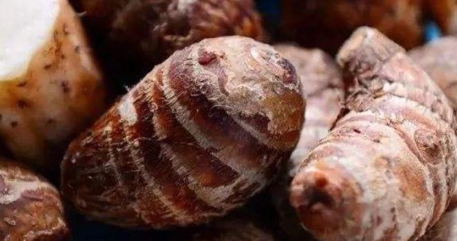 护脾王|地下人参你知道是什么吗?,真正的护脾王,养脾胃,建议老人多吃