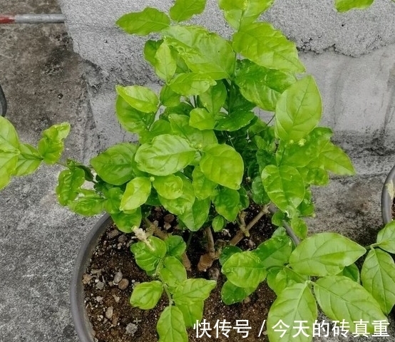 茉莉花黄叶怎么办,找准原因简单一步,叶片绿油油