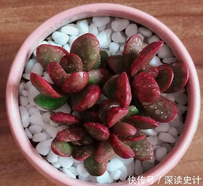 春天养多肉,只需做四件事,叶片肥美又鲜艳,非常好看