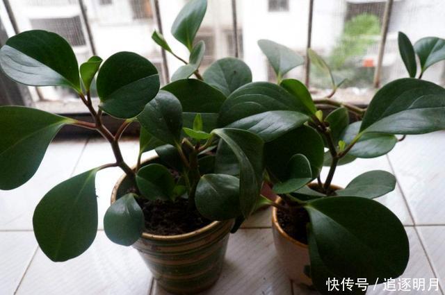 错过|养豆瓣绿不要错过,叶子都能长一棵,一次繁殖100盆,爆盆快