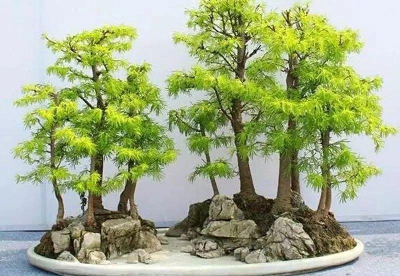 收藏|惊艳的6大盆景造型,中国植物艺术的巅峰,收藏起来