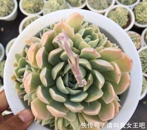 最美多肉排行榜，这6种盆盆都好看，说啥都得养一盆！