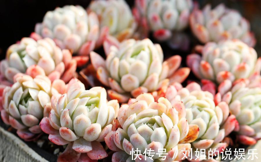 铺面石|多肉植物怎么上盆,做好这几件事,服盆快速植株健康