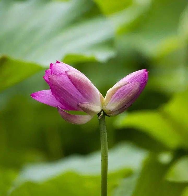 见者|见者好运＂莲莲＂哦~大明湖罕见并蒂莲雨中绽放，能保持4到5天