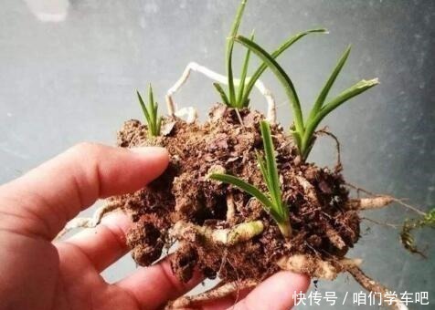 花生壳|家庭养兰花,土壤巧“处理”,不空根,新芽长满盆,养成高品兰!