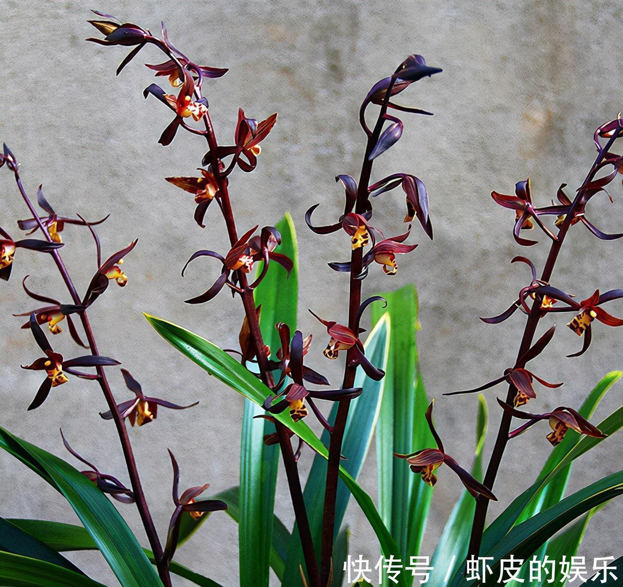 冬天养墨兰5个“小方法”,花箭窜到一米高,春节开成“报岁兰”