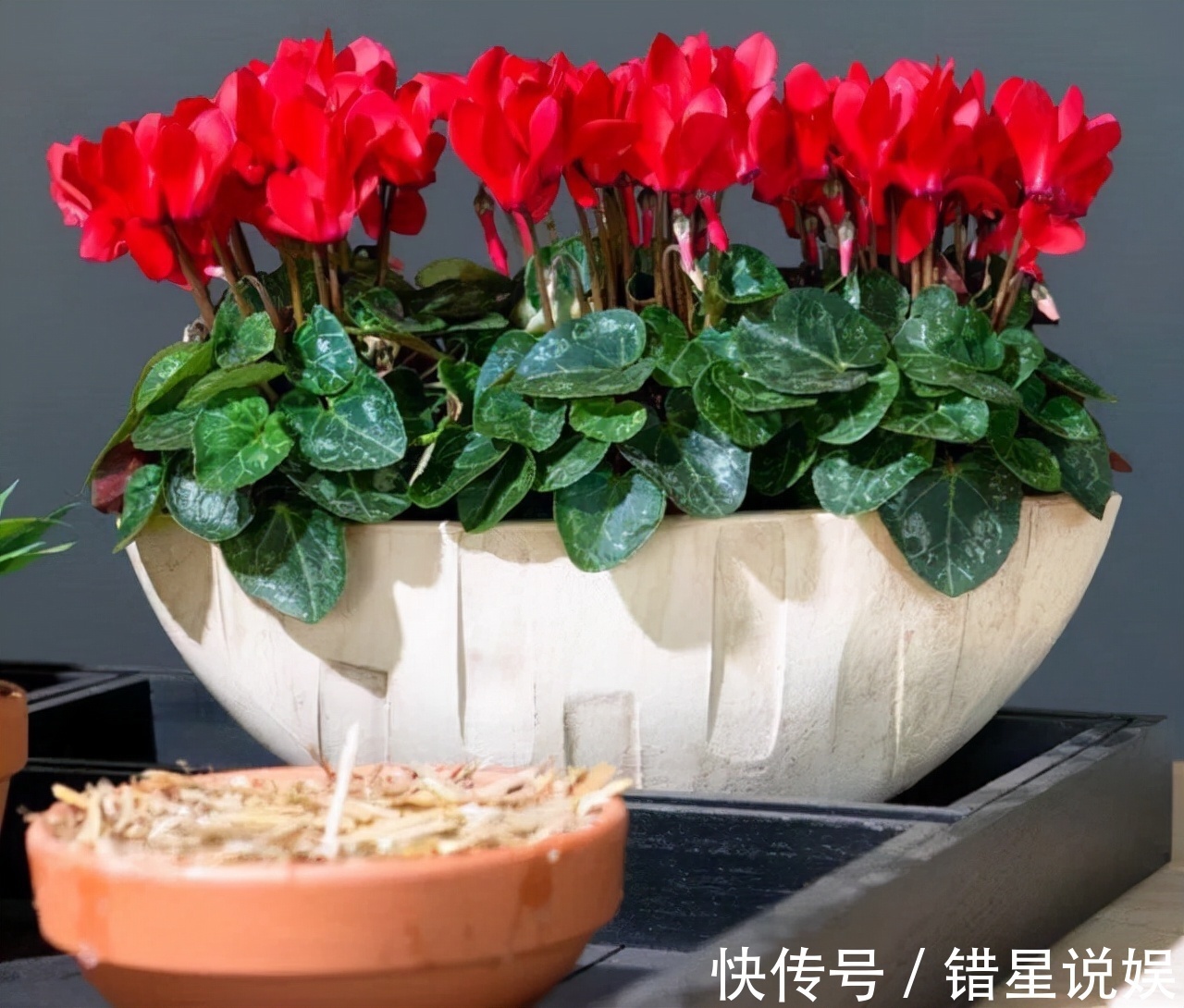 寓意|10大“吉祥花”适合养客厅,格调高,株型美,旺财又护家