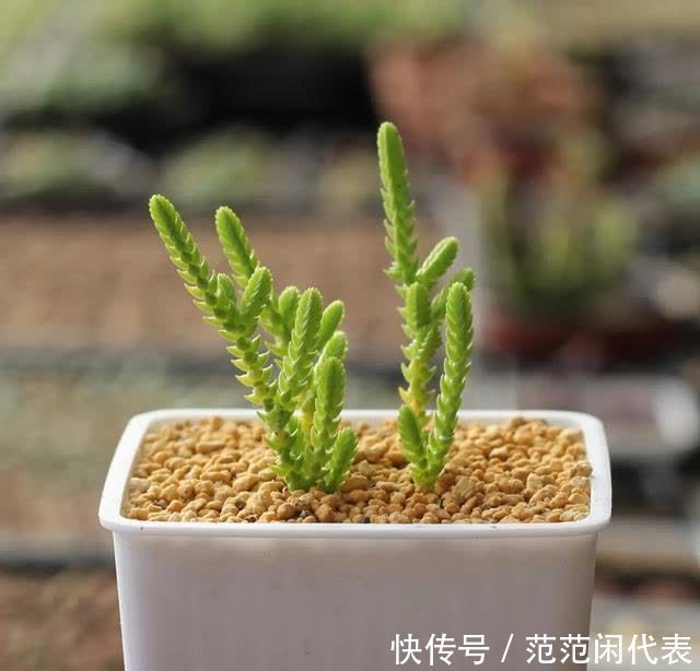 红稚莲|喜欢养多肉?推荐20种适合夏季入手的多肉植物