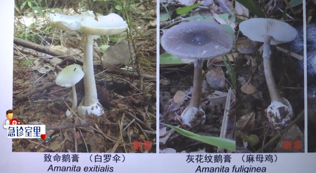 野生菌|致命毒菌，一家三口吃了全倒下！69岁奶奶抢救无效去世
