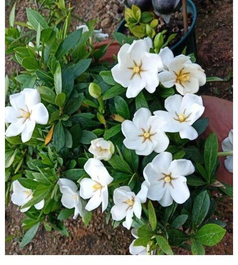 铜钱草|夏天养这三种花要注意，一天不浇水就打蔫