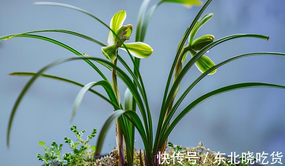 文人都爱3种花卉,显得家居更有档次,不做作,显品位