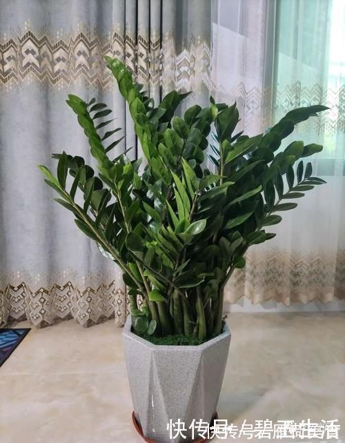 花根|金钱树盆里扔点“东西”,嫩芽争着往外冒,不出俩月就爆盆!