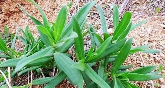 皮肤瘙痒|农村荒野这些野菜，嫩茎叶可清炒，野香十足，好吃又防病治病！