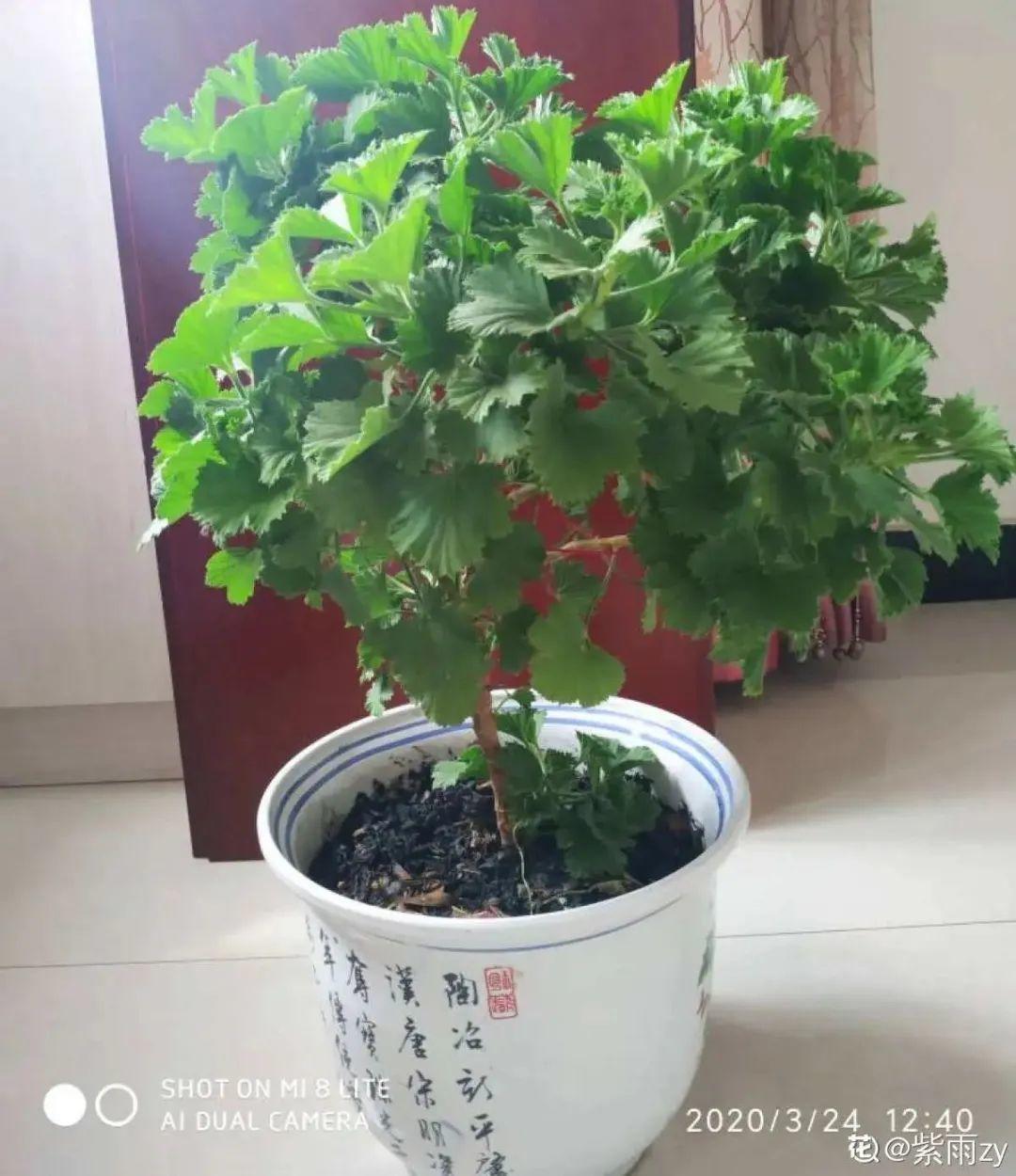 家里养了月季，花后使劲剪，越剪越开花，真省心