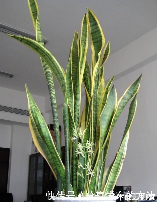 花盆|虎皮兰长得慢,不长小芽做好几点,生长快,出芽多,真正的爆盆!