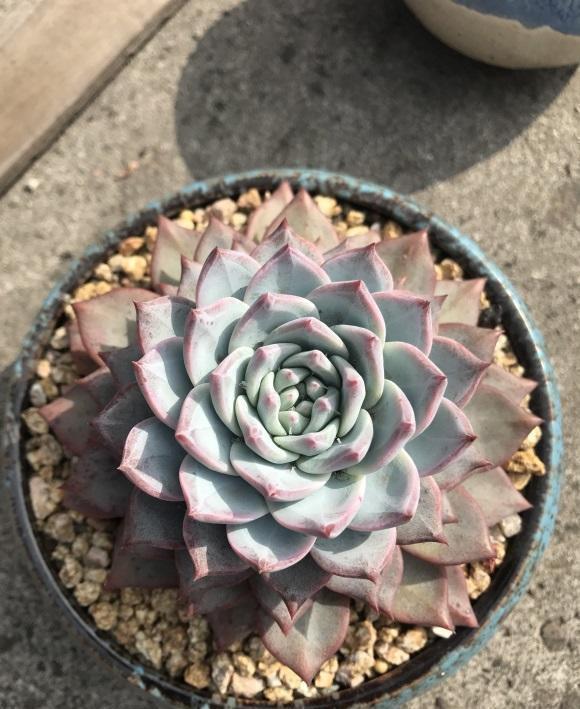 气温太高多肉容易死，赶紧停止浇水，高温加上浇水，多肉肯定死