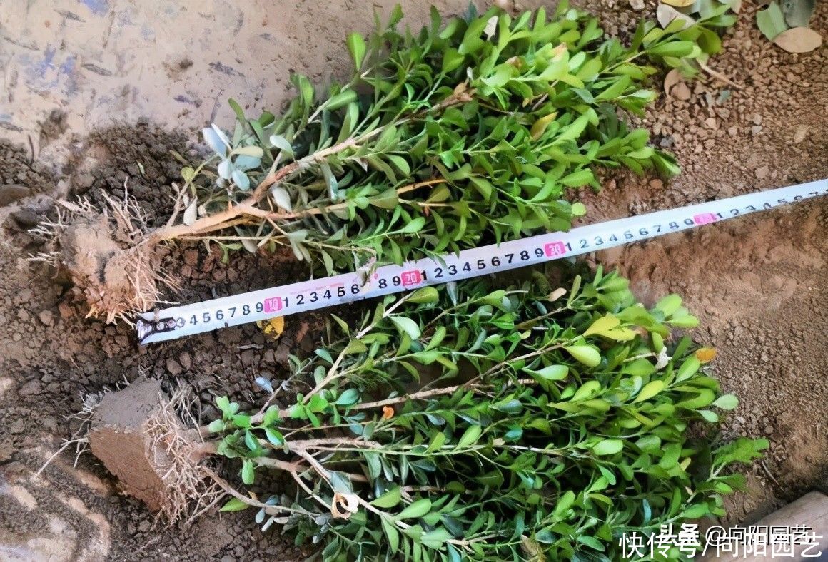 黄叶|三十年前，1棵黄杨上万块，现如今，1棵黄叶十几块，玩坏的盆景