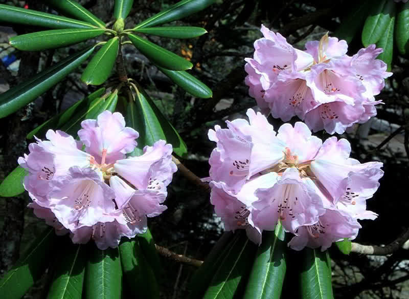 杜鹃花的五大品系,各有特色,你值得拥有