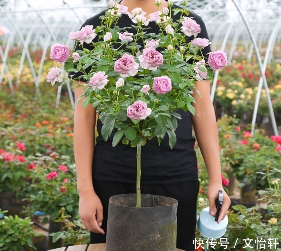 品种|100个月季品种，千姿百态，每个都很漂亮，图名并茂，值得收藏