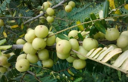 有益健康|适合秋天养生吃的三种食物，坚持吃一些，补充营养，有益健康！