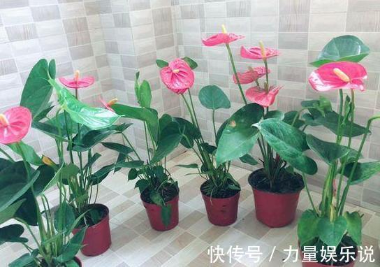 什么花可一年开四季盆栽上4种植物,个个都能全年花开不停歇