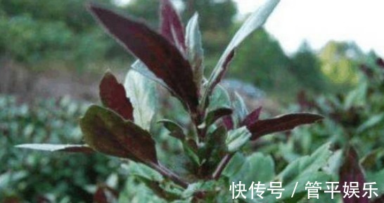 可菜|农村不起眼的野草,营养丰富,价值高可菜可药