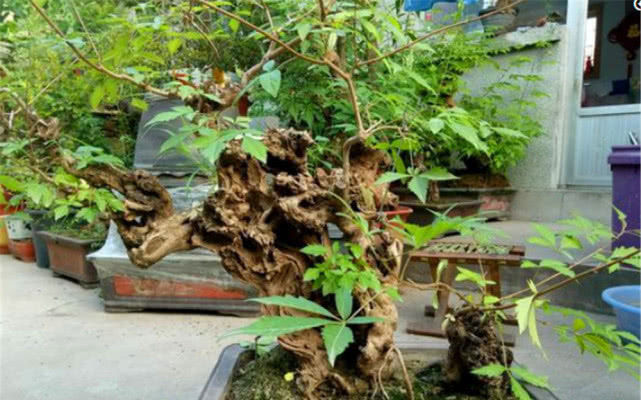 田埂|老农当柴烧的田埂“黄荆桩”,游客花50元买下,做成盆景真美