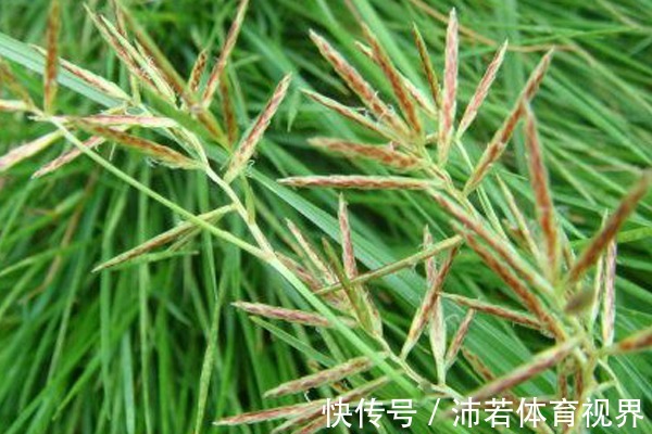 农村|农村一种不起眼的野草，常被乡下人“嫌弃”，却不知是珍贵草药