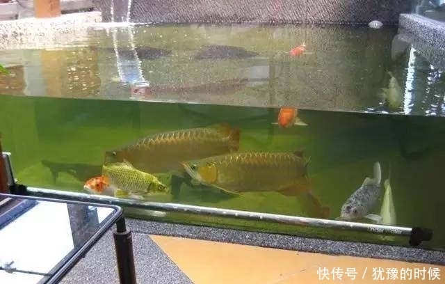 鱼缸和池还可以这样结合?只能说很有想法,有钱我也搞一个!