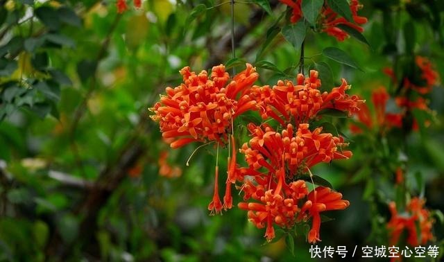 炮仗花,花开像炮仗,掌握盆栽造型技巧,轻松开爆盆