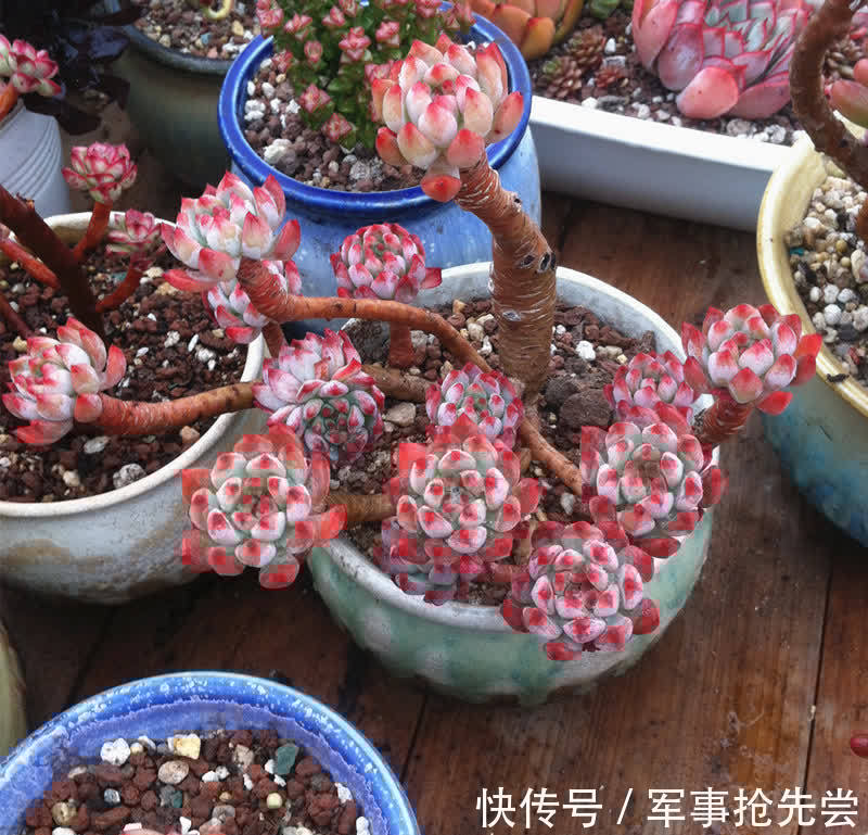 秋冬|他养多肉10多年,总结出9个易出“高价老桩”的品种,适合新手