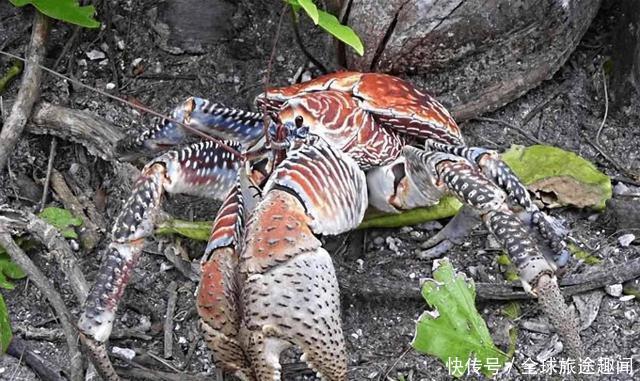 会开椰子的椰子蟹,破坏力真是太可怕了,一招夹开椰子!