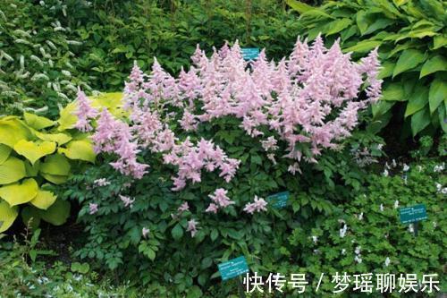 漂亮|此花开花漂亮,好养又浪漫,养一盆年年有花赏