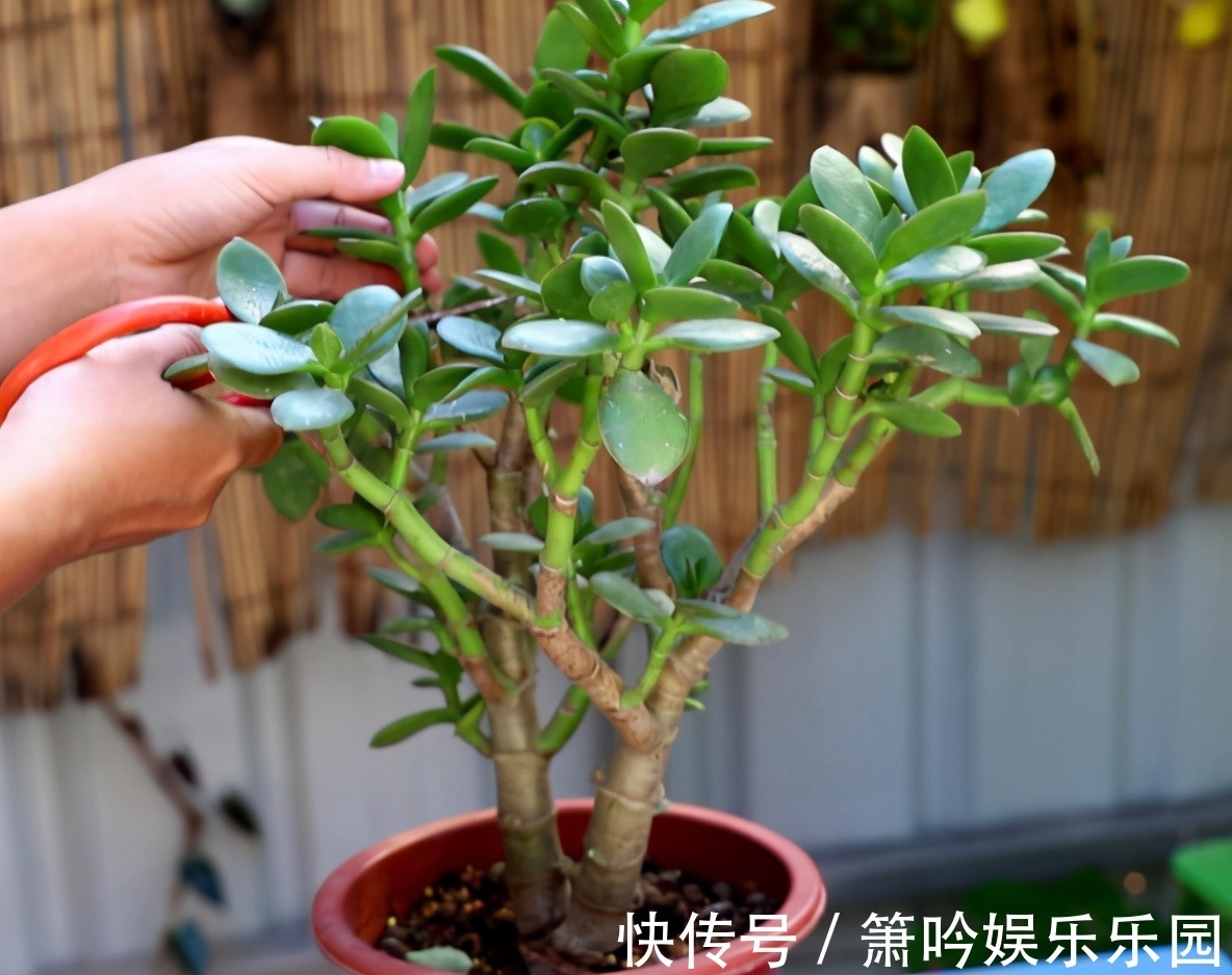 如果养着7种花,温度高及时“打顶”,这样才能枝繁叶茂