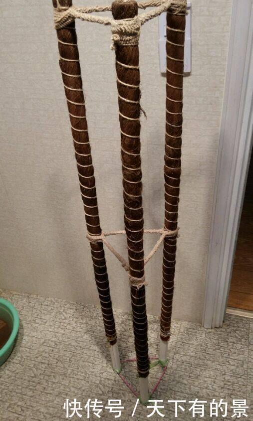 三脚架|自制绿萝三脚架,6步就完成,绿萝分分钟长成绿瀑布