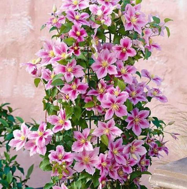 最有仙气的4种花,迷人的花朵,开花鲜艳、花期长