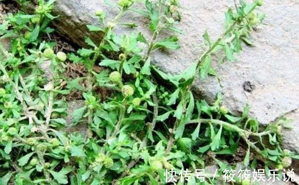 药材|人称“鹅不食草”记住样子对治愈咳嗽很有效,或许你老家有!